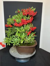 Pyracantha Bonsai – 40+ Years Old | 6” Nebari | 10” Pot | Rare Mature Specimen – Image 4