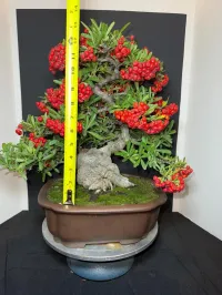 Pyracantha Bonsai – 40+ Years Old | 6” Nebari | 10” Pot | Rare Mature Specimen – Image 2
