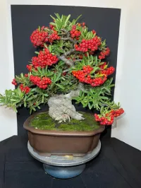 Pyracantha Bonsai – 40+ Years Old | 6” Nebari | 10” Pot | Rare Mature Specimen – Image 1
