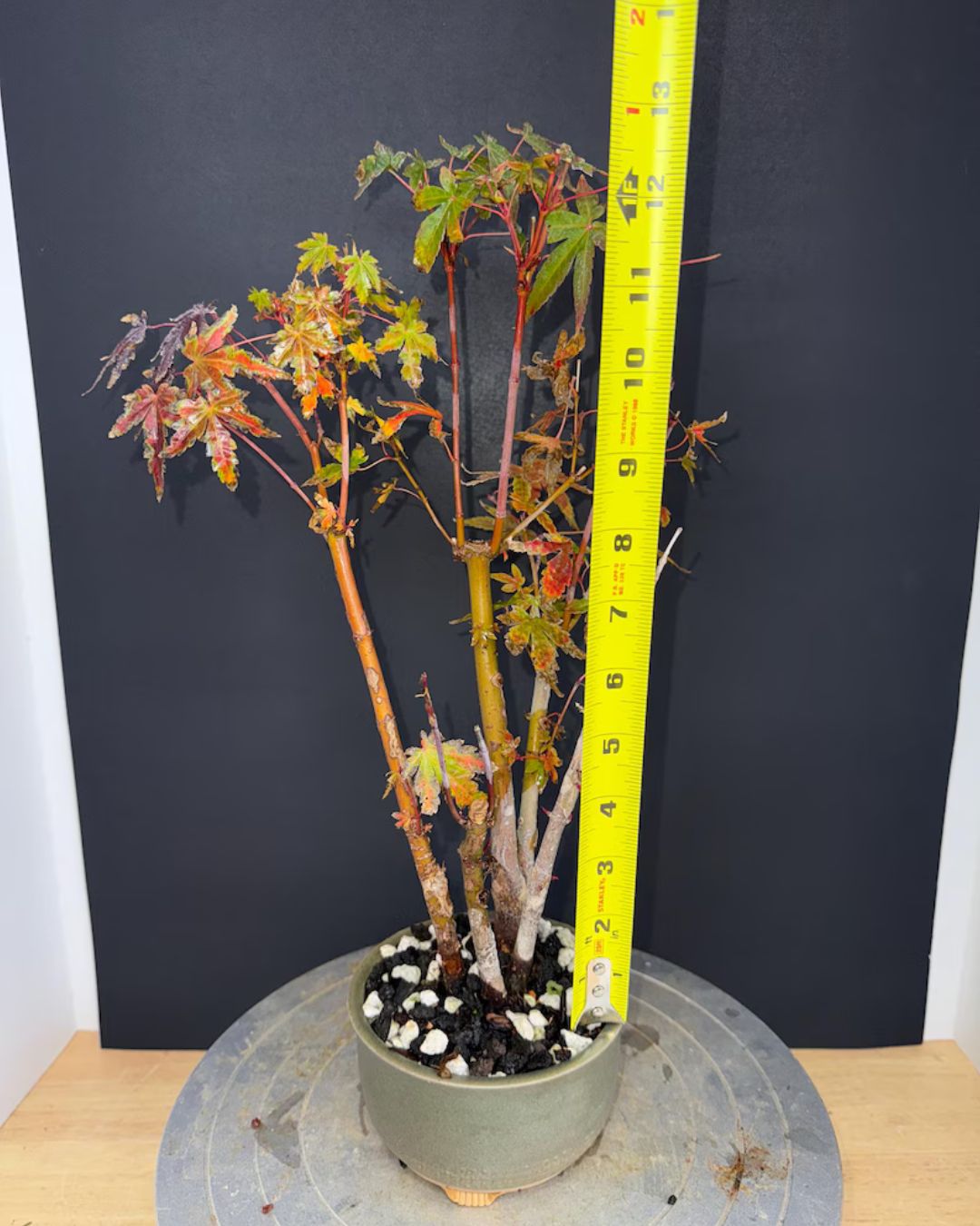 Japanese Maple Clump-Style Bonsai – 8–10 Years Old – Image 5