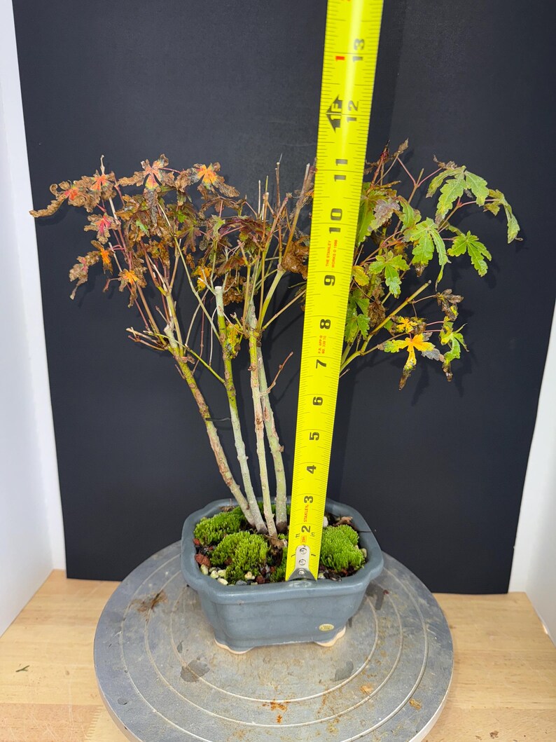 Japanese Maple Clump-Style Bonsai – 8–10 Years Old – Image 6