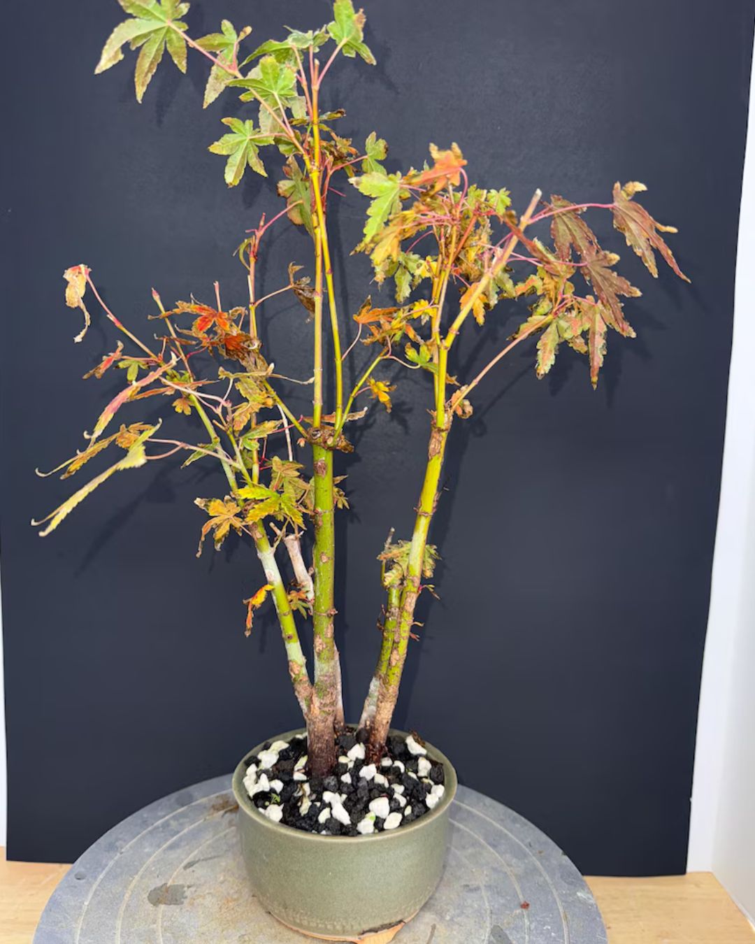 Japanese Maple Clump-Style Bonsai – 8–10 Years Old – Image 3