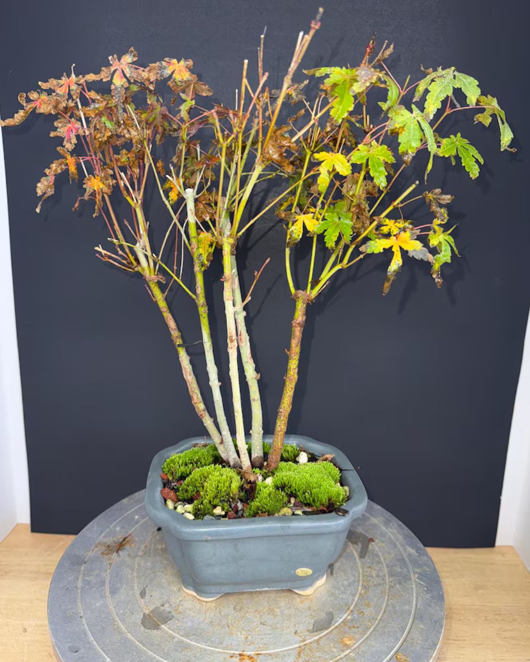 Japanese Maple Clump-Style Bonsai – 8–10 Years Old – Image 4