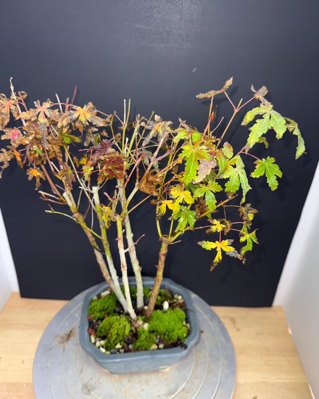 Japanese Maple Clump-Style Bonsai – 8–10 Years Old – Image 7
