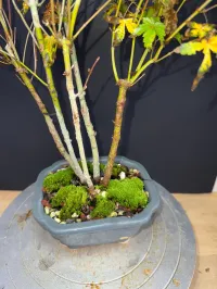 Japanese Maple Clump-Style Bonsai – 8–10 Years Old – Image 8