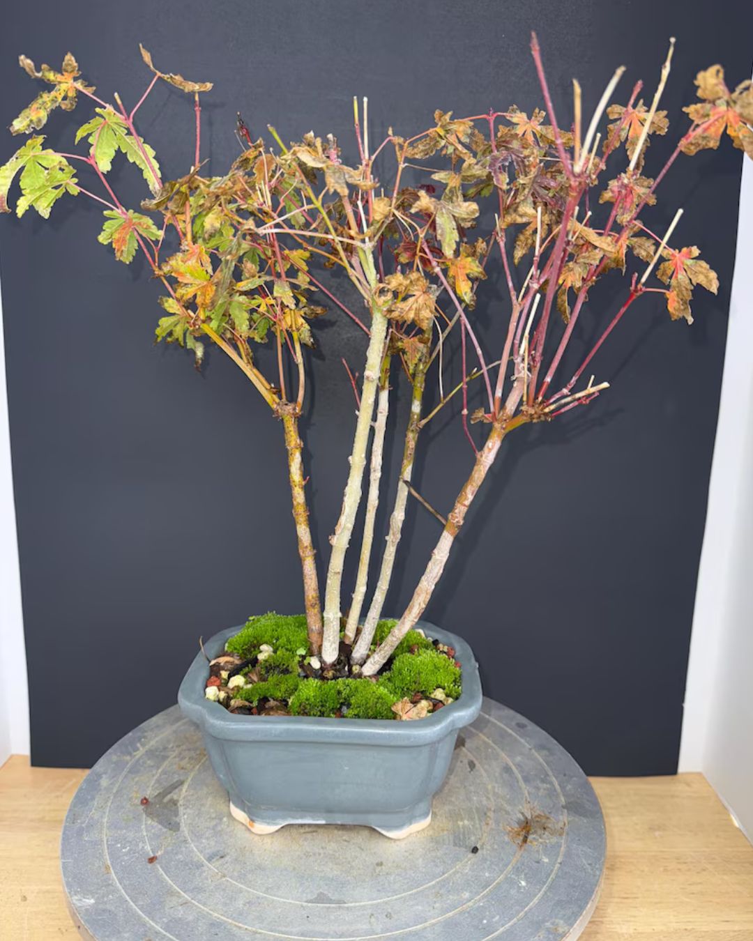 Japanese Maple Clump-Style Bonsai – 8–10 Years Old – Image 1