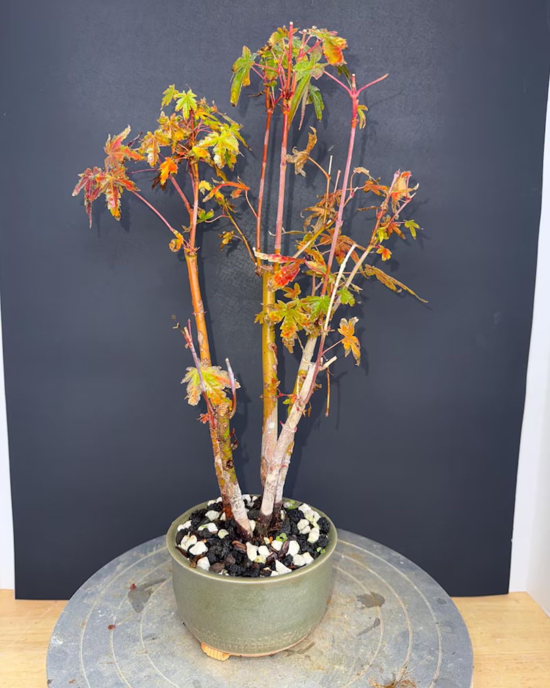 Japanese Maple Clump-Style Bonsai – 8–10 Years Old – Image 2