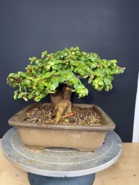 Portulacaria Afra ‘Minima’ Bonsai – 18 Years Old | 2” Base | Compact 5” Tree | Rare, Tight-Grown Form – Image 1