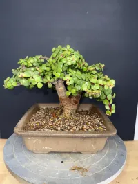 Portulacaria Afra ‘Minima’ Bonsai – 18 Years Old | 2” Base | Compact 5” Tree | Rare, Tight-Grown Form – Image 2