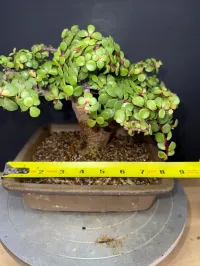 Portulacaria Afra ‘Minima’ Bonsai – 18 Years Old | 2” Base | Compact 5” Tree | Rare, Tight-Grown Form – Image 4
