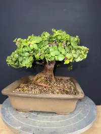 Portulacaria Afra ‘Minima’ Bonsai – 18 Years Old | 2” Base | Compact 5” Tree | Rare, Tight-Grown Form – Image 3
