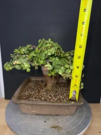 Portulacaria Afra ‘Minima’ Bonsai – 18 Years Old | 2” Base | Compact 5” Tree | Rare, Tight-Grown Form – Image 5