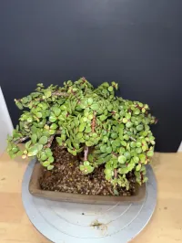 Portulacaria Afra ‘Minima’ Bonsai – 18 Years Old | 2” Base | Compact 5” Tree | Rare, Tight-Grown Form – Image 7
