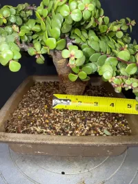 Portulacaria Afra ‘Minima’ Bonsai – 18 Years Old | 2” Base | Compact 5” Tree | Rare, Tight-Grown Form – Image 6