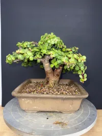 Portulacaria Afra ‘Minima’ Bonsai – 18 Years Old | 2” Base | Compact 5” Tree | Rare, Tight-Grown Form – Image 8