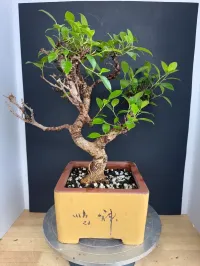 Tiger Bark Ficus Bonsai – 14–18 Years Old | Imported Specimen | Split-Branch Design | 8” Chinese Bonsai Pot – Image 2