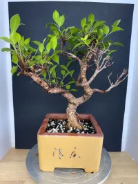 Tiger Bark Ficus Bonsai – 14–18 Years Old | Imported Specimen | Split-Branch Design | 8” Chinese Bonsai Pot – Image 1