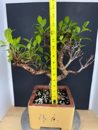 Tiger Bark Ficus Bonsai – 14–18 Years Old | Imported Specimen | Split-Branch Design | 8” Chinese Bonsai Pot – Image 4