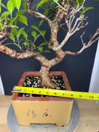 Tiger Bark Ficus Bonsai – 14–18 Years Old | Imported Specimen | Split-Branch Design | 8” Chinese Bonsai Pot – Image 5