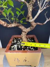 Tiger Bark Ficus Bonsai – 14–18 Years Old | Imported Specimen | Split-Branch Design | 8” Chinese Bonsai Pot – Image 3