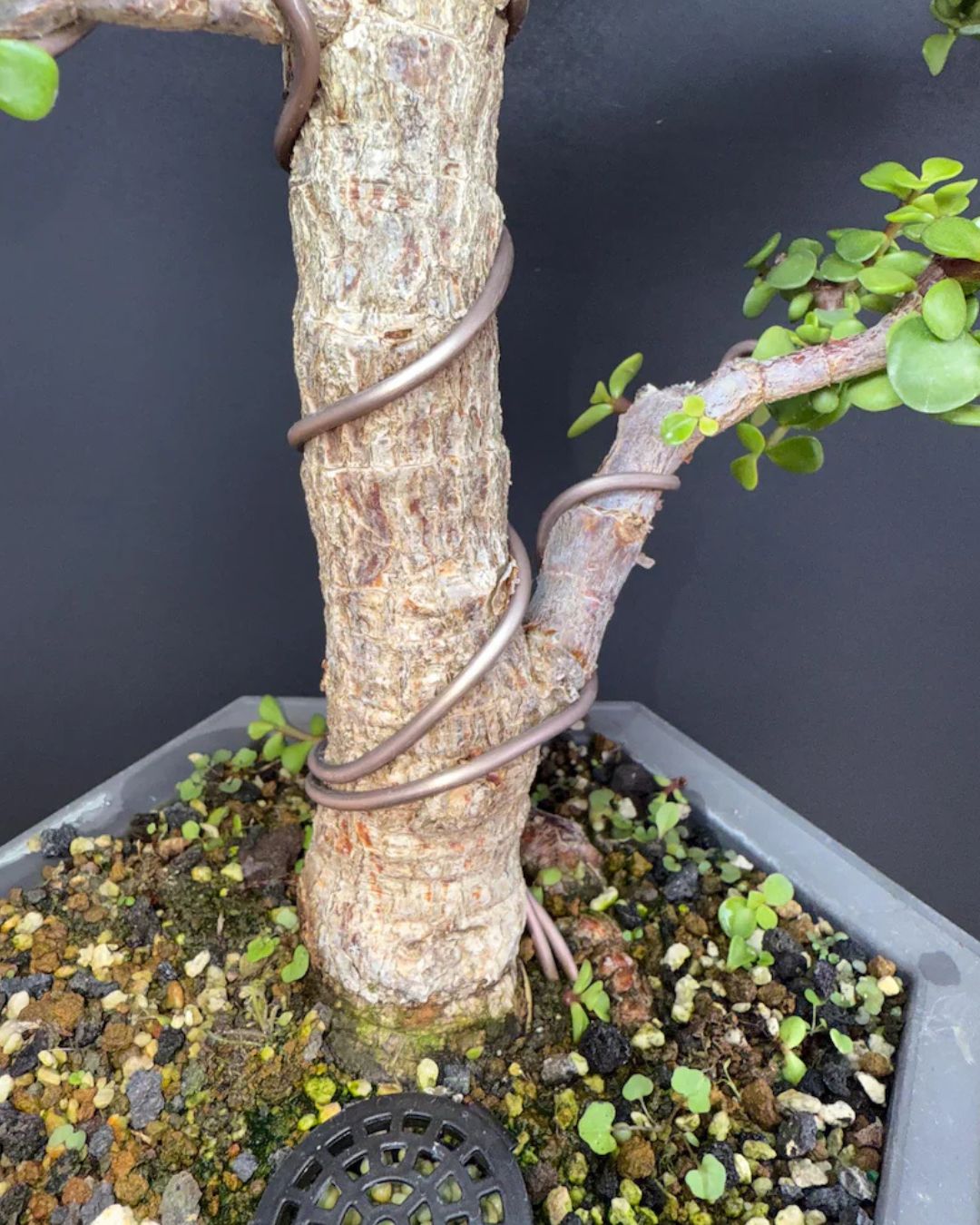 Cork Bark Portulacaria Afra Bonsai (Frank Yee Lineage) – 15–20 Years Old | 2” Trunk | Formal Upright Style – Image 6