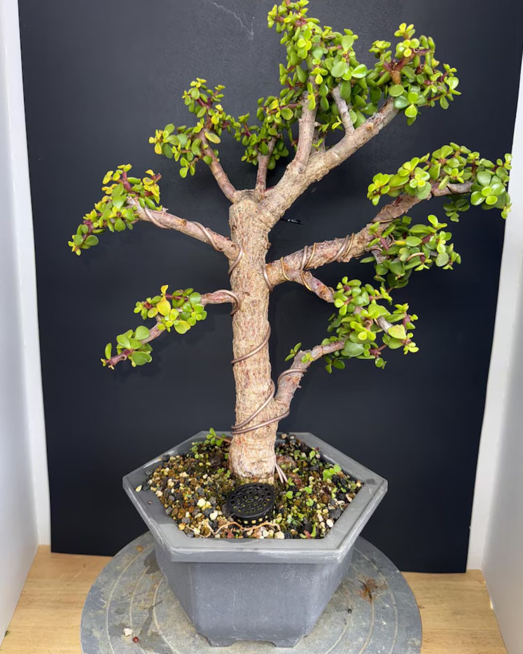 Cork Bark Portulacaria Afra Bonsai (Frank Yee Lineage) – 15–20 Years Old | 2” Trunk | Formal Upright Style – Image 3