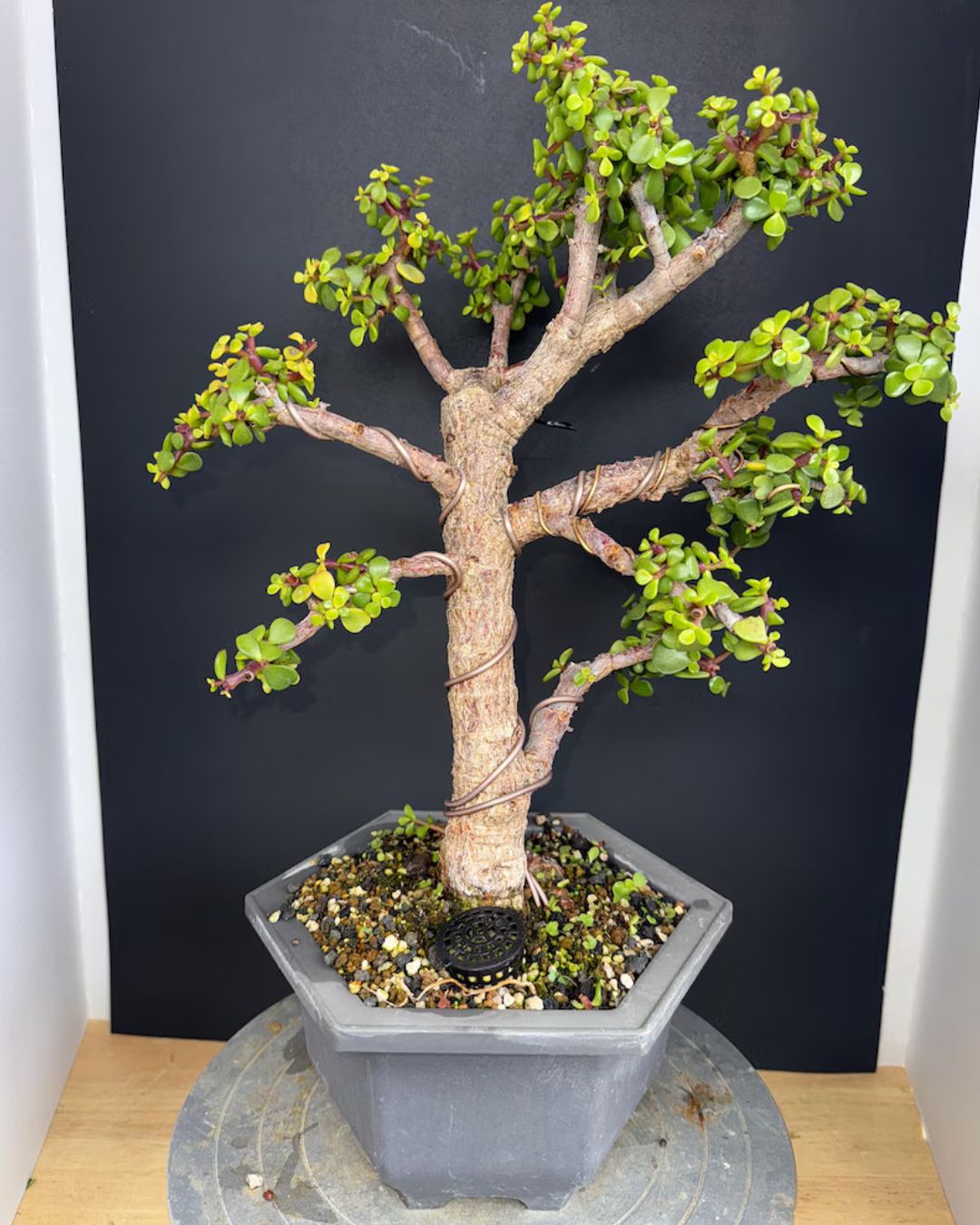 Cork Bark Portulacaria Afra Bonsai (Frank Yee Lineage) – 15–20 Years Old | 2” Trunk | Formal Upright Style – Image 5
