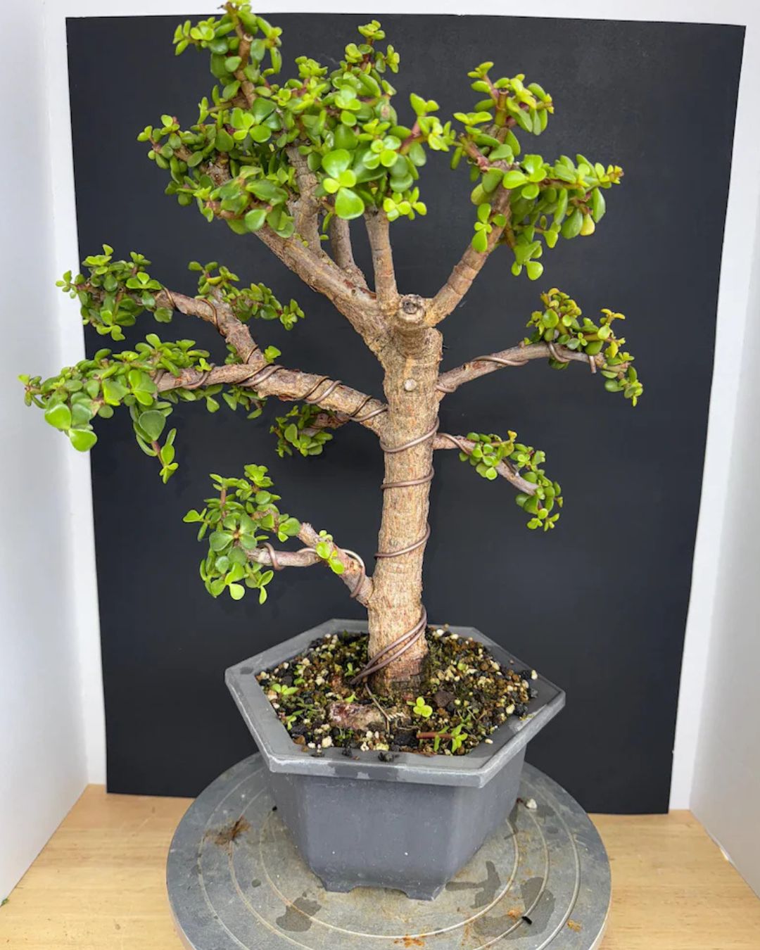 Cork Bark Portulacaria Afra Bonsai (Frank Yee Lineage) – 15–20 Years Old | 2” Trunk | Formal Upright Style – Image 1