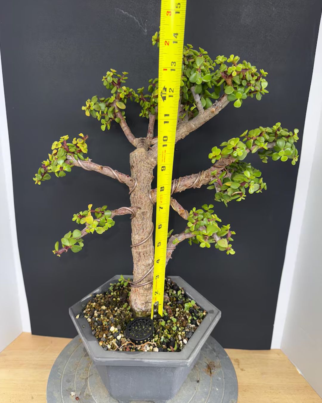 Cork Bark Portulacaria Afra Bonsai (Frank Yee Lineage) – 15–20 Years Old | 2” Trunk | Formal Upright Style – Image 2