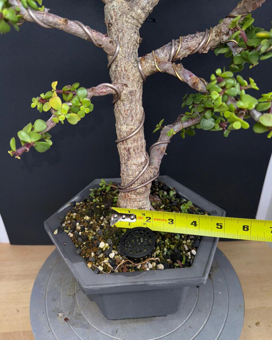 Cork Bark Portulacaria Afra Bonsai (Frank Yee Lineage) – 15–20 Years Old | 2” Trunk | Formal Upright Style – Image 4