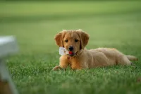 Gold 1:2:1 Puppy Programme – Image 1