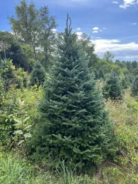 Fraser Fir - Christmas Tree – Image 1
