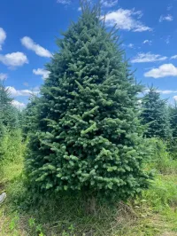 Fraser Fir - Christmas Tree – Image 4