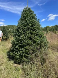 Fraser Fir - Christmas Tree – Image 3