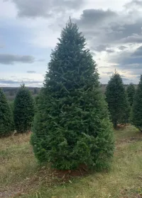 Balsam Fir - Christmas Tree – Image 7