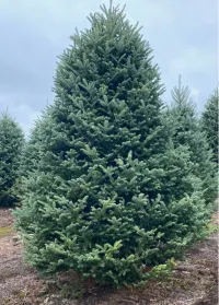 Balsam Fir - Christmas Tree – Image 8