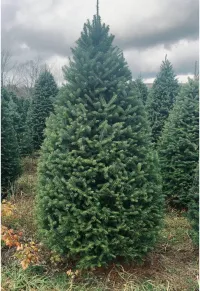Balsam Fir - Christmas Tree – Image 6