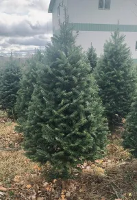 Balsam Fir - Christmas Tree – Image 2