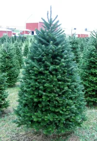 Balsam Fir - Christmas Tree – Image 4