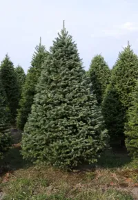 Balsam Fir - Christmas Tree – Image 5