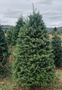 Balsam Fir - Christmas Tree – Image 3