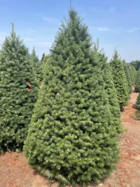 Douglas Fir - Christmas Tree – Image 2