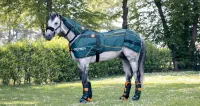 BEMER Equine Session  – Image 1