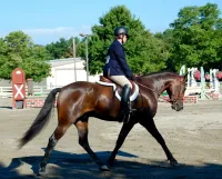 BEMER Session For Horse and Rider – Image 1