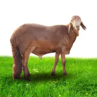 خروف وسط بالطعام – Image 1