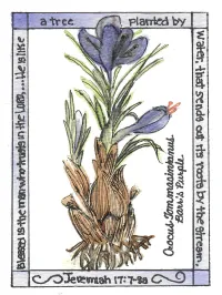Crocus Root-013 – Image 1