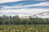 Refuge Reserve (Daterra Brazil | Espresso Blend) – Image 2