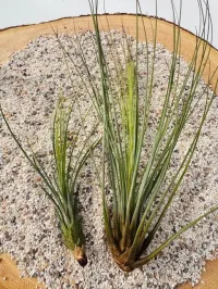 Tillandsia Juncifolia – Image 1