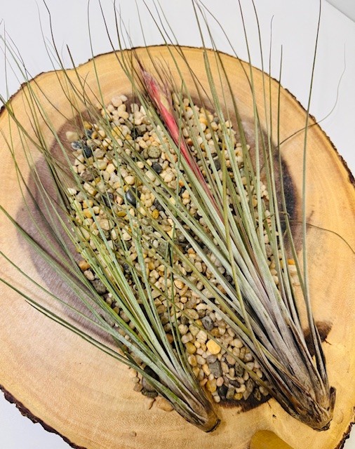 Tillandsia Juncea – Image 1