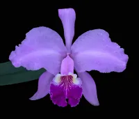 Cattleya Lueddemanniana #3606-12 – Image 1